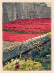 Porcelain poppies at the Tower of London - in memoriam