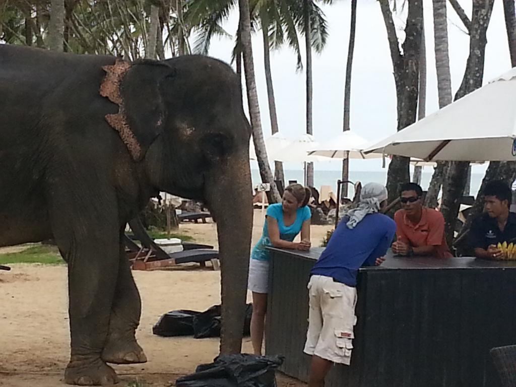 Elephant at the Beach Bar in Thailand