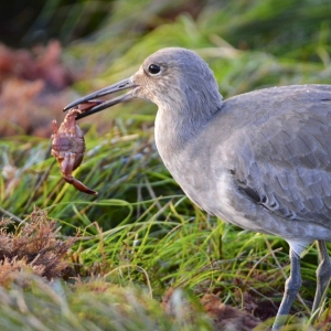 The Willet and the Crab