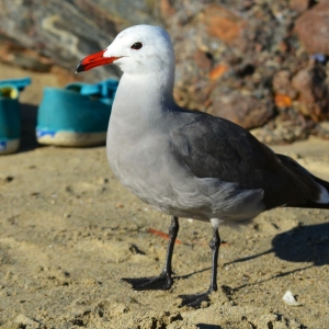 Heermann's Gull And Sophie's Shoes