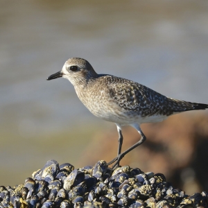 Black-bellied Plover Being Awesome