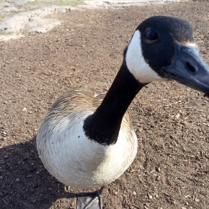 Canada Goose Curious About My Phone