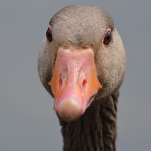 Greylag Goose Close-up