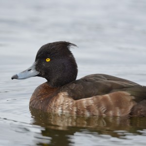 Mrs. Tufted Duck