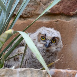 Owlet Peeking