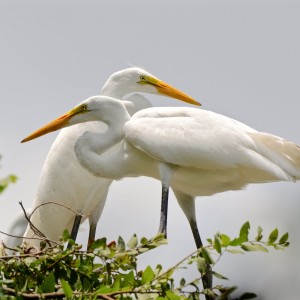 Great Egrets Posing