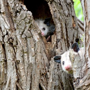 Opossum Nest