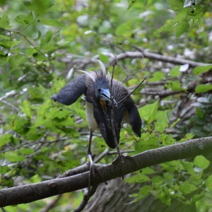 Tricolored Heron Building Nest