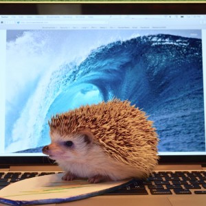 Surfing The Web