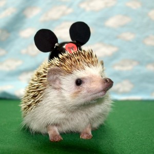 Princess Pricklepants, Mouseketeer
