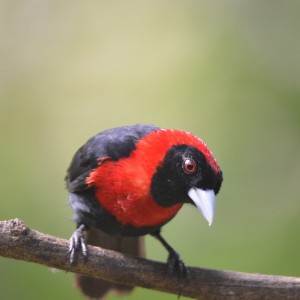 Crimson collared tanager