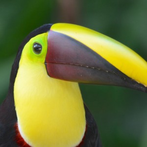 Chestnut mandibled toucan