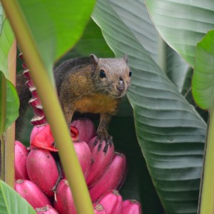 Red Tailed Squirrel in a Banana Tree