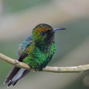 Coppery headed emerald hummingbird