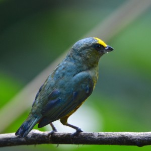 Olive-backed euphonia (male)