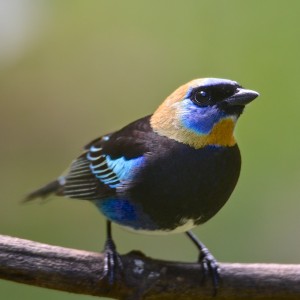 Golden Hooded Tanager