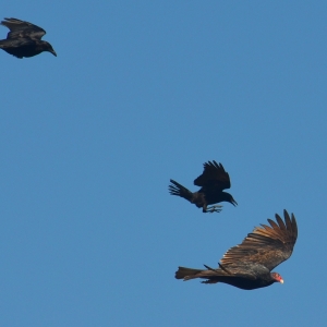 Crows Attacking Vulture