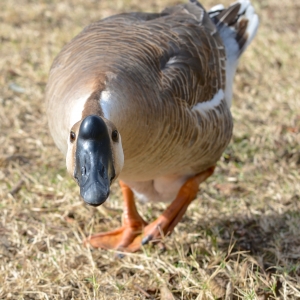 Angry Goose