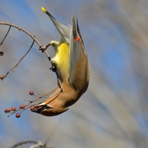 Waxwing Reaching For a Berry