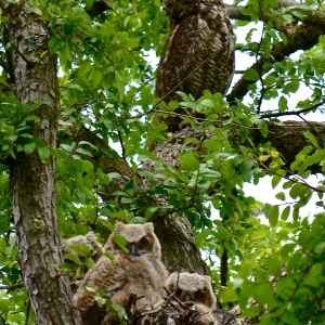 Owlets and Mom