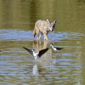 Coyote on Stilts