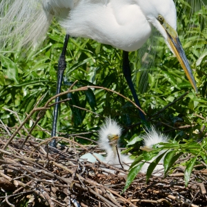 Egret Nest