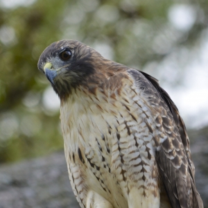 Red-tailed Hawk (explored)
