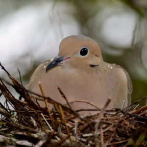 Mrs. Mourning Dove Nesting In The Rain