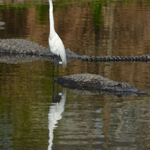 Egret Standing On Alligator