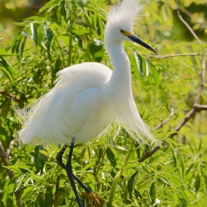 Showy Egret