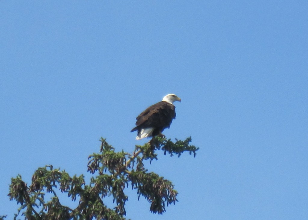 One of many bald eagles hanging out on the Kenai RIver.