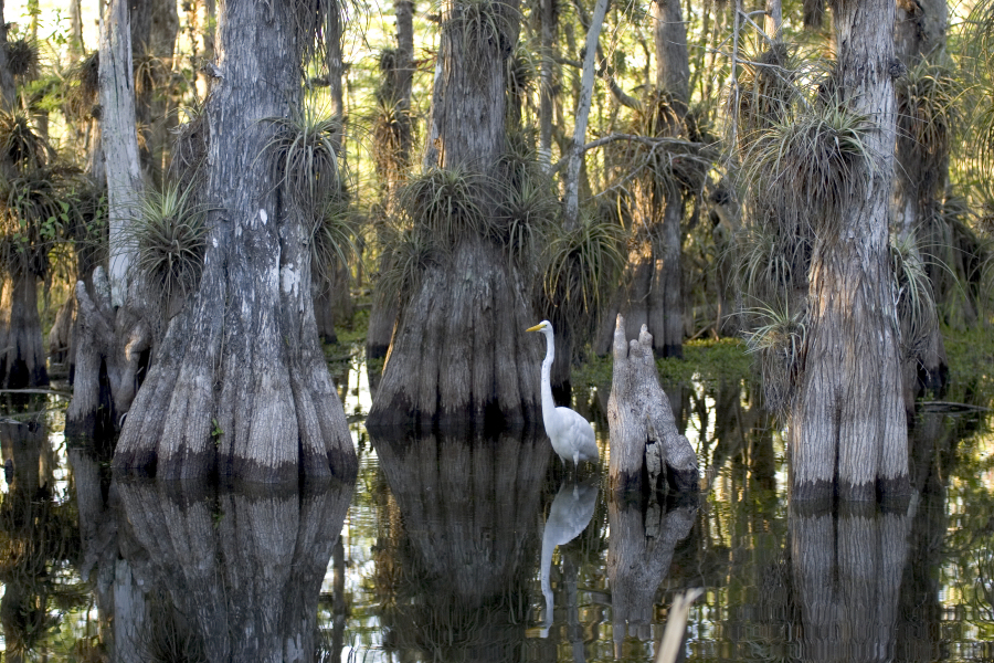 Everglades, National Parks