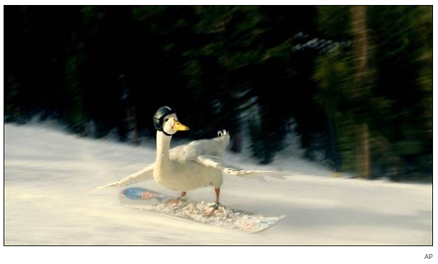 snowboarding_duck