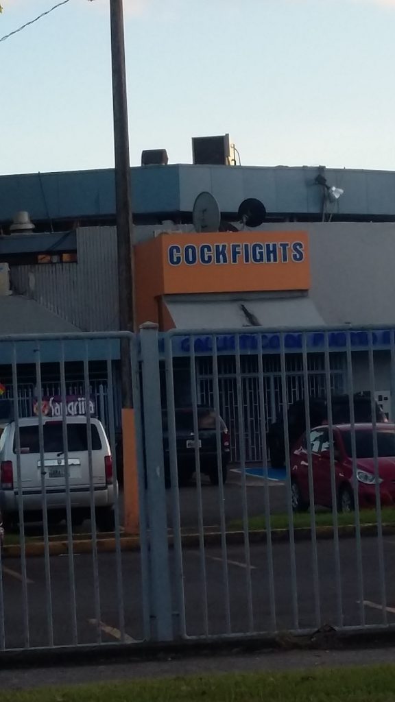 cockfights