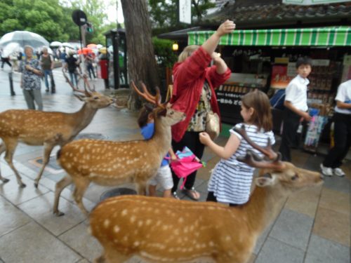The deer of Nara and famous- and not shy!