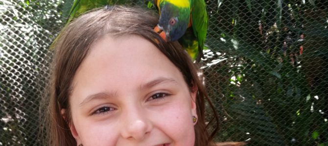Busch Gardens Tampa Tips: Under the Radar but Worth the Trip