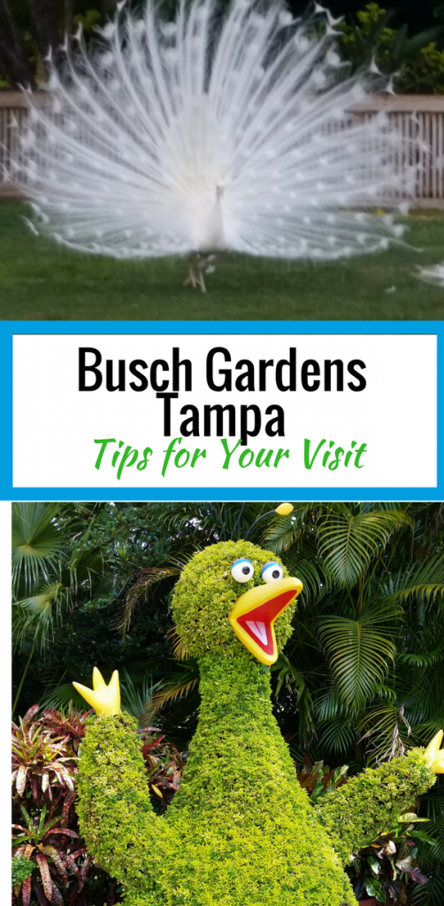 Busch Gardens Tampa tips for your visit.