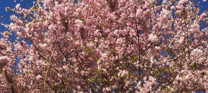 The Best Place to See Cherry Blossoms in DC is Not Where You Think