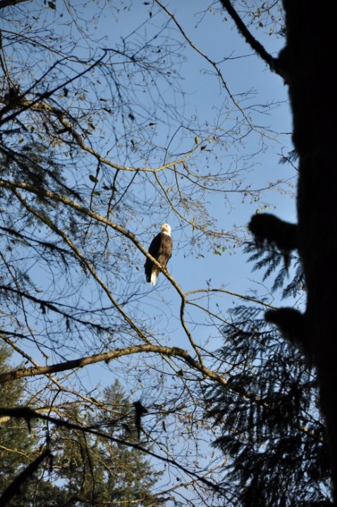 Bald Eagle Capilano Hiking Vancouver