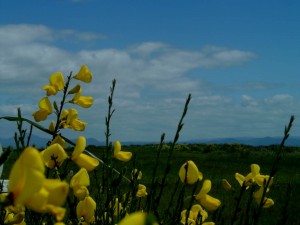 lake taupo