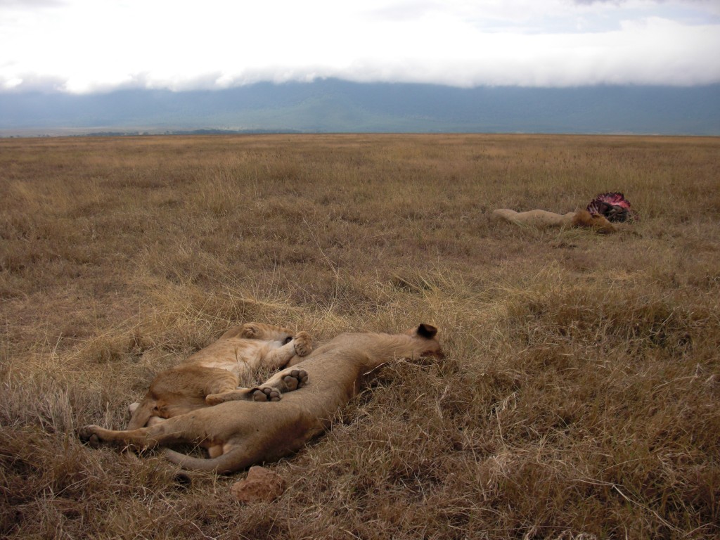 Lions' Pride. NgoroNgoro,July 2009