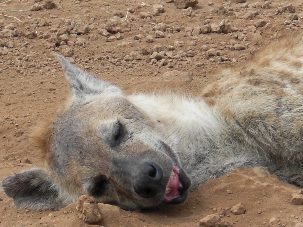 Hyena, NgoroNgoro, July 2009