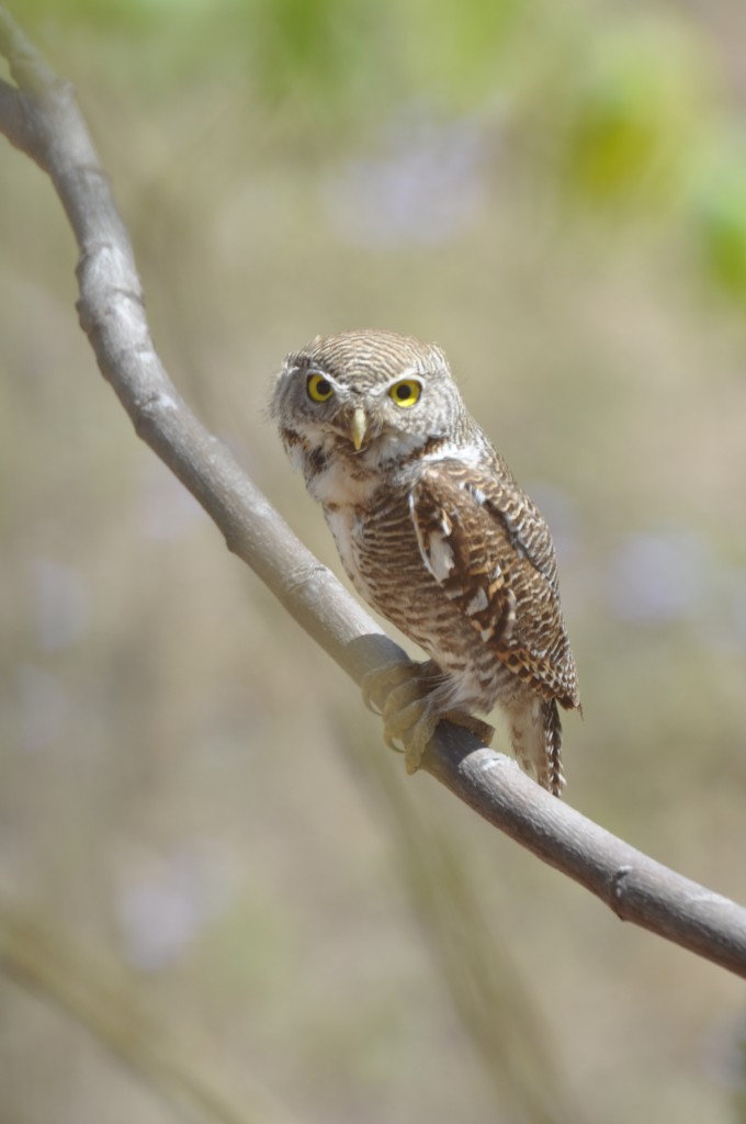 Jungle Owlet, Jim Corbett National Park. India, March.2012