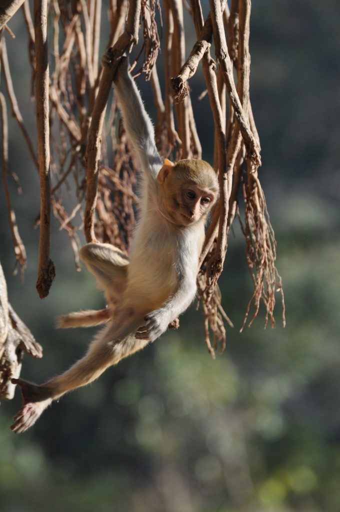 Monkey swinging, Jim Corbett 2012
