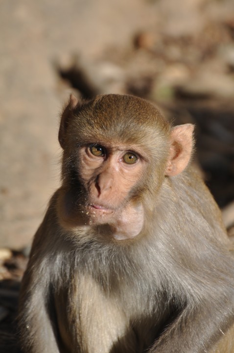 Monkey Close, March 2012