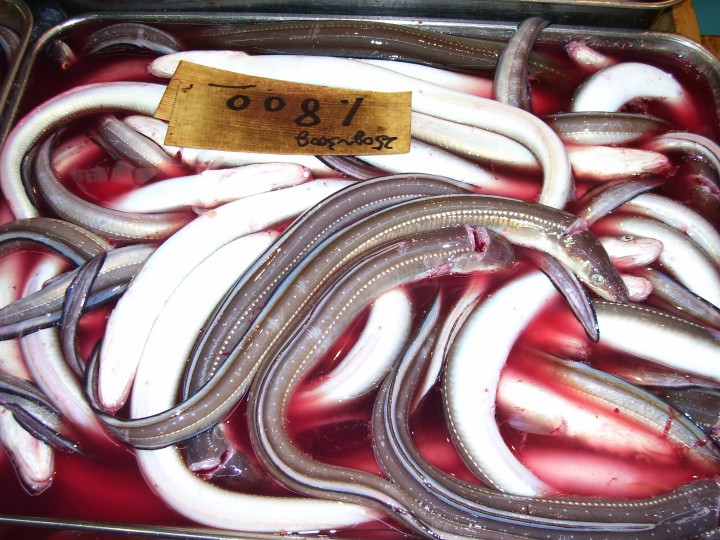 Eels at Tsukiji