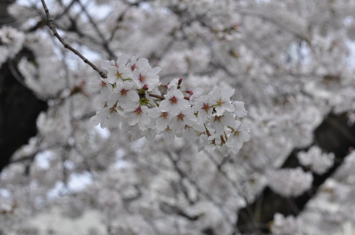 Cherry blossoms, Japan, Hanami