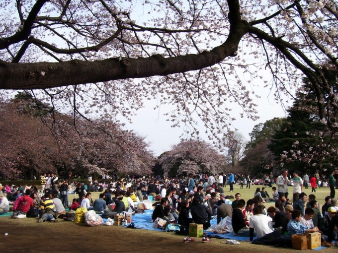 hanami sakura picnic japan