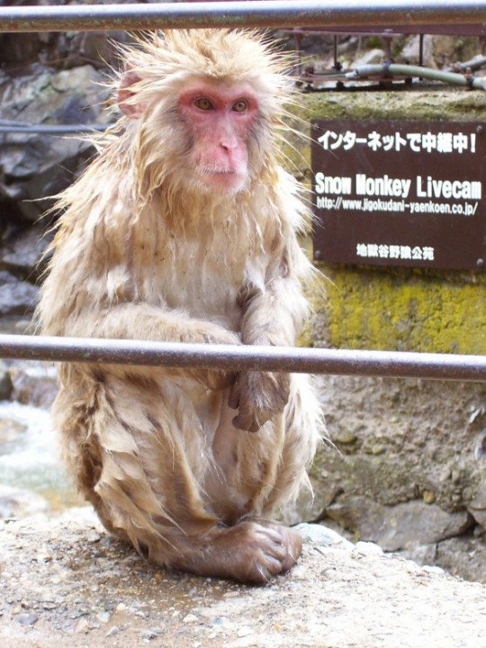 jigokudani monkey japan nagano