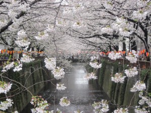 sakura, Meguro